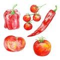 Watercolor red vegetables Royalty Free Stock Photo