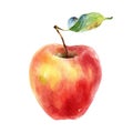 Watercolor red yellow apple isolated on white background Royalty Free Stock Photo