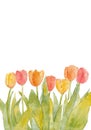 Watercolor red and yellow tulips on white background