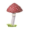 A watercolor redcap fly agaric on green grass. Hand-drawn poisonous mushroom with dots on red cap and ring on grey stipe Royalty Free Stock Photo