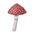 A watercolor redcap fly agaric. Hand-drawn poisonous mushroom with dots on red cap and ring on grey stipe isolated on Royalty Free Stock Photo