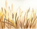 Watercolor reed field in yellow and ocher colors