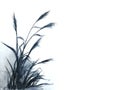 Watercolor reeds or grass ink Traditional oriental. asia art style.isolated on a white background