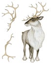 Watercolor Reindeer and Horns on White Background