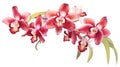 Watercolor Rendering of Shenzhen Nongke Orchid AI Generated