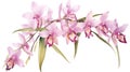 Watercolor Rendering of Shenzhen Nongke Orchid AI Generated