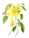 Watercolor Rendering of YlangYlang Flower on White Background AI Generated