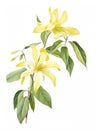 Watercolor Rendering of YlangYlang Flower on White Background AI Generated