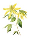 Watercolor Rendering of YlangYlang Flower on White Background AI Generated