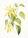 Watercolor Rendering of YlangYlang Flower on White Background AI Generated