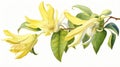 Watercolor Rendering of YlangYlang Flower on White Background AI Generated