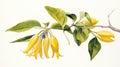 Watercolor Rendering of YlangYlang Flower on White Background AI Generated