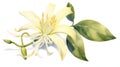 Watercolor Rendering of YlangYlang Flower on White Background AI Generated