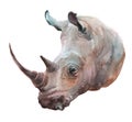 Watercolor rhinoceros animal