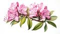 Watercolor Rhododendron Protistum on White Background AI Generated