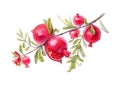 Watercolor rich pomegranate branch isolated on white background. Handdrawing illustration