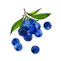 watercolor ripe blueberries