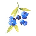 Watercolor ripe blueberries