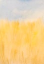 Watercolor ripe cereal field background, yellow wheat, corn illustration