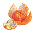 Watercolor ripe orange mandarin