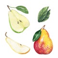 Watercolor of Ripe pear isolated on white background. hand drawn isolated illustration Royalty Free Stock Photo