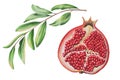 Watercolor ripe pomegranate half cutted with a branch. Hand drawn realistic tasty garnet red fruit isolated on white