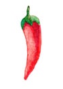 Watercolor ripe vegetable red hot chili pepper closeup isolated on a white background. Hand drawing