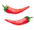 Watercolor ripe vegetable red hot chili pepper closeup isolated on a white background. Hand drawing mexican spicy. Healthy and Royalty Free Stock Photo