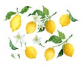 Watercolor ripen lemons, leaves and flowers isolated elements set