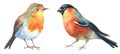 Watercolor robin and bullfinch birds on white background. hand drawn illustration Royalty Free Stock Photo