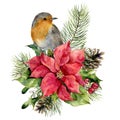Watercolor robin, poinsettia with Christmas floral decor. Hand painted bird and traditional flower and plants: holly