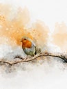 Watercolor robin redbreast. Hand painted bird isolated on white background. Wildlife illustration for design, print, fabric or Royalty Free Stock Photo