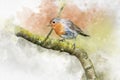 Watercolor robin redbreast. Hand painted bird isolated on white background. Wildlife illustration for design, print, fabric or Royalty Free Stock Photo