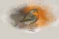 Watercolor robin redbreast. Hand painted bird isolated on white background. Wildlife illustration for design, print, fabric or Royalty Free Stock Photo