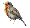 Watercolor robin redbreast. Hand painted bird isolated on white background. Wildlife illustration for design, print Royalty Free Stock Photo