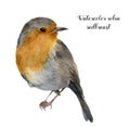 Watercolor robin redbreast. Hand painted illustration with bird isolated on white background. Nature print for design. Royalty Free Stock Photo