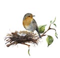 Watercolor robin sitting on nest with eggs. Hand painted illustration with bird and branch of wood isolated on white