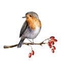 Watercolor Robin Sitting On Tree Branch With Berries. Hand Painted Winter Illustration With Bird And Dog Rose Berrie