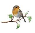 Watercolor robin sitting on tree branch with leaves. Hand painted spring illustration with bird isolated on white Royalty Free Stock Photo