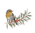 Watercolor robin sitting on tree branch with red and yellow leaves, berries. Autumn illustration with bird and fall Royalty Free Stock Photo