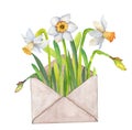 Watercolor romantic illustration bouquet of white daffodils flowers in a mail envelope