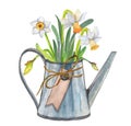 Watercolor romantic illustration of white daffodils in a metal watering can. Royalty Free Stock Photo