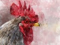 Watercolor Rooster. Hand drawn watercolor cock, bird illustration