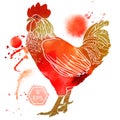Watercolor rooster Royalty Free Stock Photo