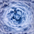 Watercolor rose blue  flower. Floral background. Closeup. Nature. Royalty Free Stock Photo