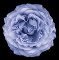 Watercolor rose blue flower on white isolated background with clipping path. Closeup. For design. Royalty Free Stock Photo