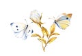 Watercolor rose with butterflies. Realistic branch with golden leaves isolated on white. Detailed white rose bud