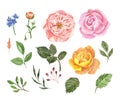 Watercolor collection of pink and orange roses, buds and green leaves on white background. Hand drawn beautiful flowers Royalty Free Stock Photo