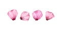 Watercolor rose petals set. Four Pink transparent petals. Realistic hand drawn illustration isolated on white for