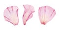 Watercolor rose petals set. Three pink transparent petals in x-ray. Big floral ornament with fine details. Realistic Royalty Free Stock Photo